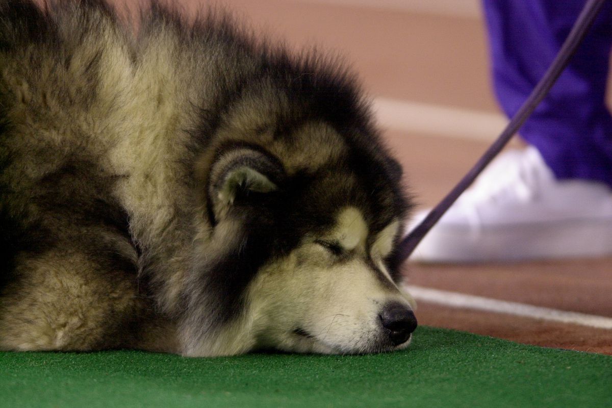 Arizona v Washington X